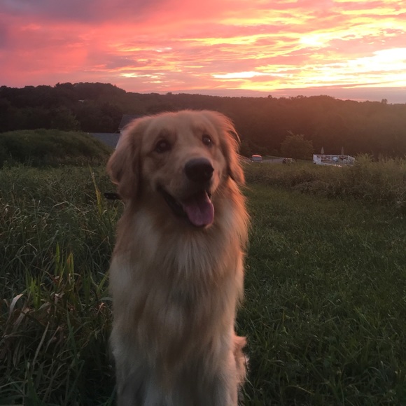 Meet your Posher, Audrey - Picture 1 of 1